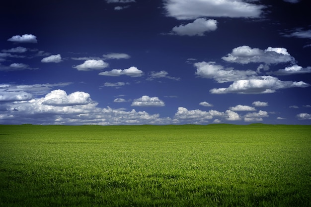 Photo green field and blue sky