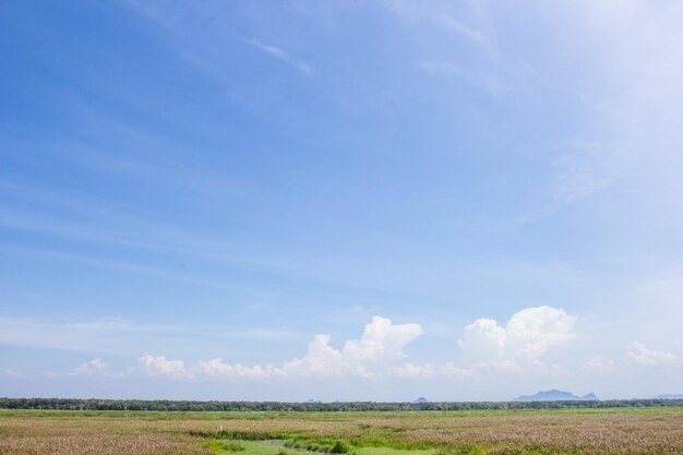 Photo green field and blue sky