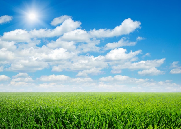 Green field under blue sky