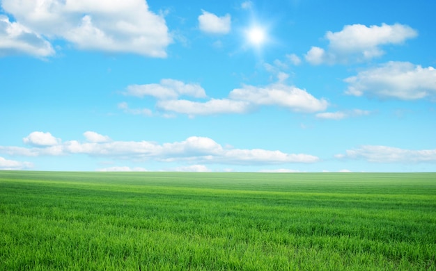 Green field under blue sky