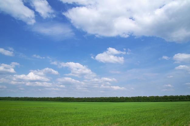 green field and blue sky