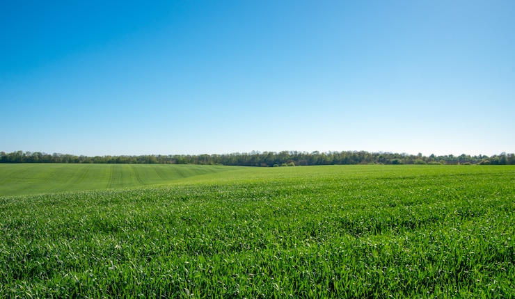 Photo green field and blue sky
