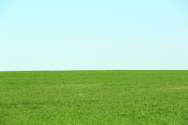 Photo green field and blue sky