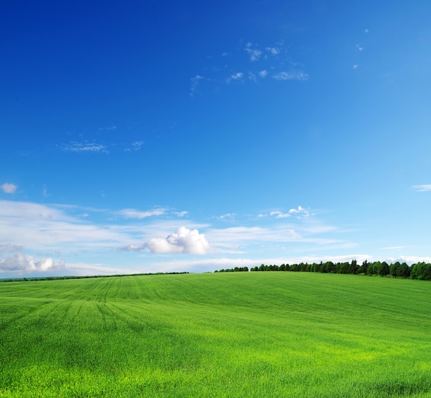 Green field and blue sky