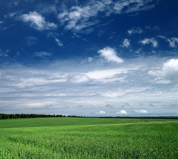 Green field and blue sky