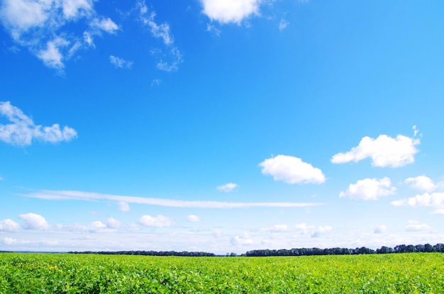 Зеленое поле и голубое небо
