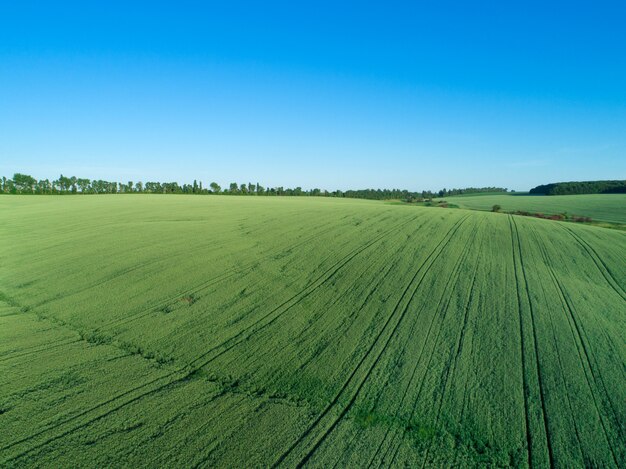 Green field and blue sky