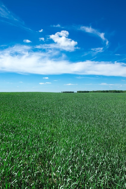 Green field and blue sky