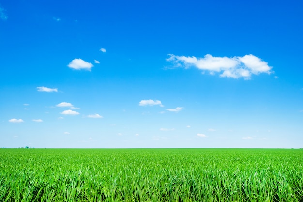 Green field and blue sky