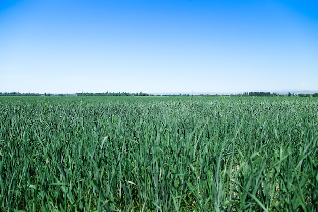 Green field of bread Farming