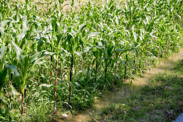 Green field of corn growing up in farm 