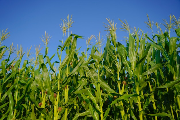 A green field of corn in india