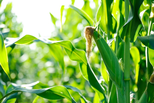 A green field of corn in india