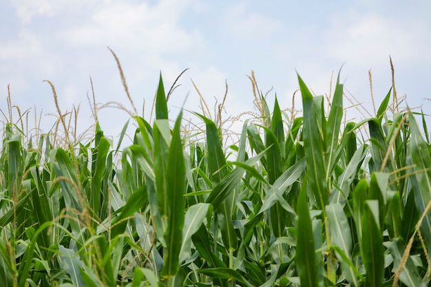 A green field of corn in India