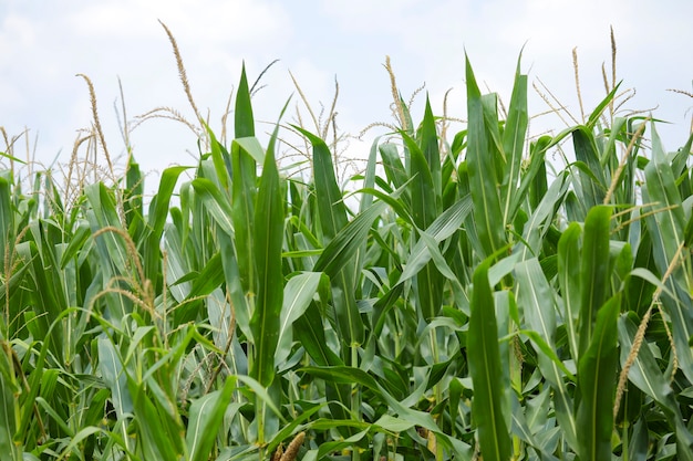 A green field of corn in India