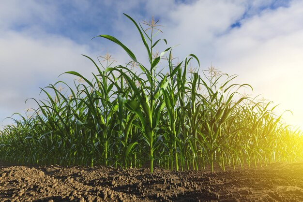 Green field of corn with cobs Corn plant in 3D