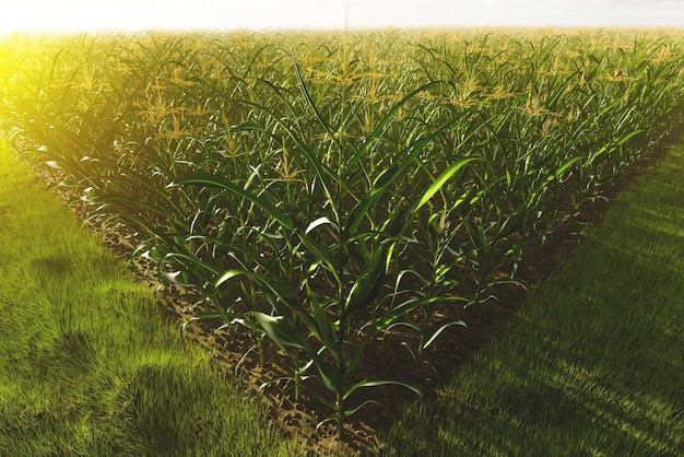 Green field of corn with cobs Corn plant in 3D