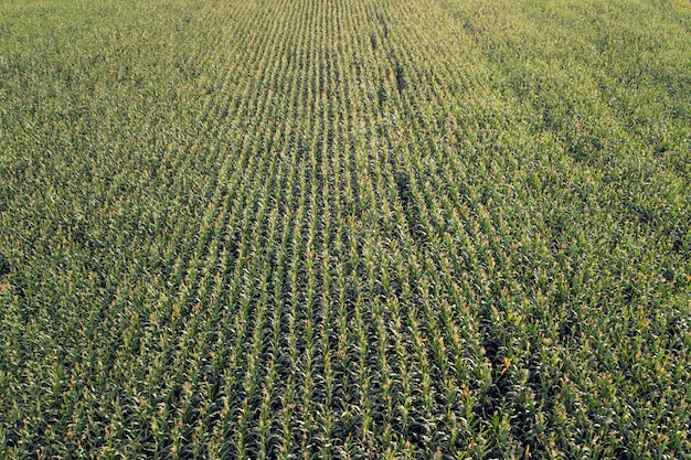 Green field of corn