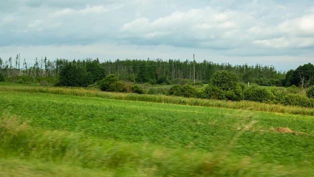 Campo verde e foresta sotto il cielo blu nuvoloso