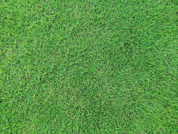 Green field of grass background