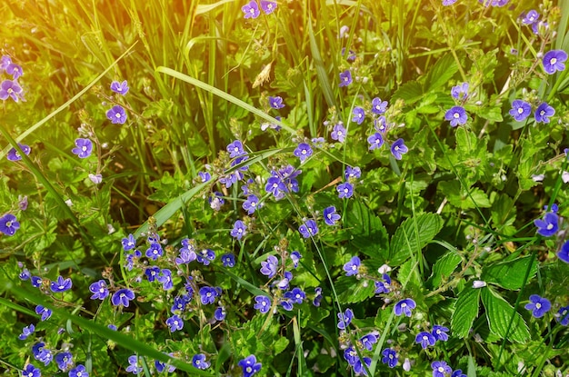 필드에 꽃 베로니카 forgetmenot와 그린 필드 잔디