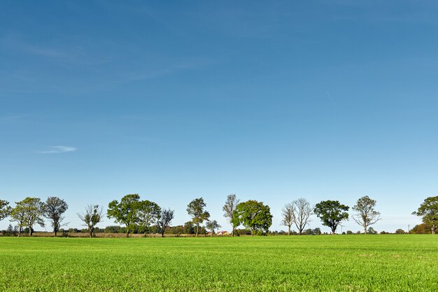 Green field, green grass, trees, blue sky. 