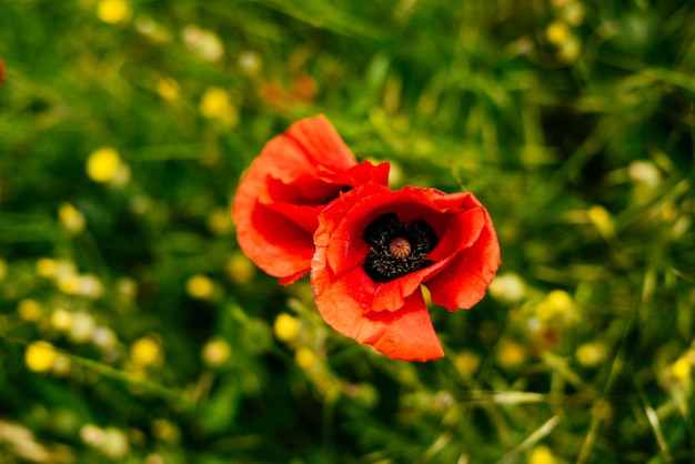 On the green field grow red fragrant flowers