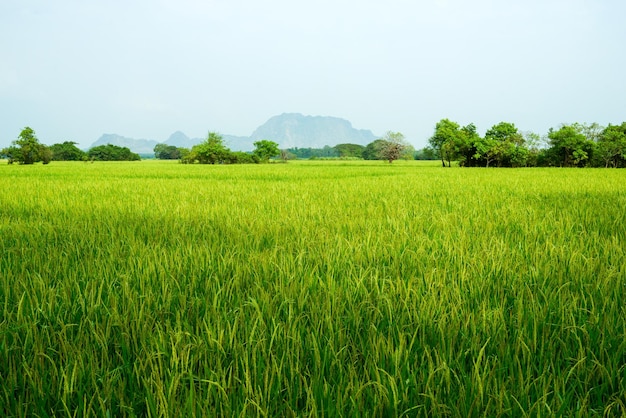 Green field landscape