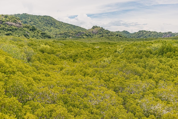 タイのマングローブ林の緑の野原 自然の概念