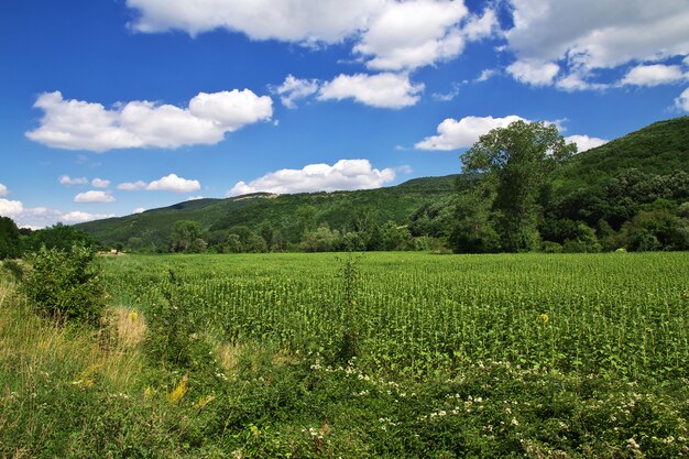 Green field on the mountains