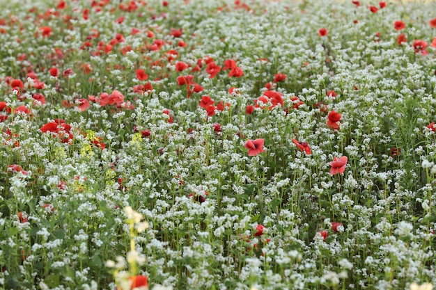 Green field of poppy flowers