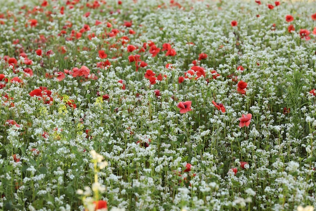 Campo verde di fiori di papavero