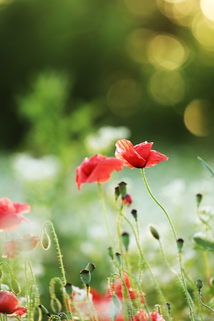 Green field of poppy flowers