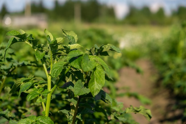 Green field of potato crops in a row agriculture growing of potato