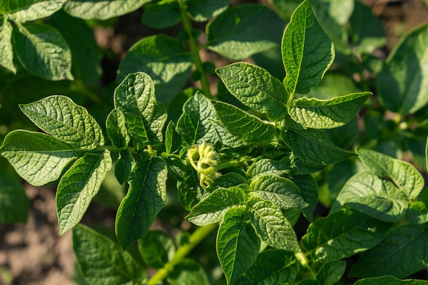 Green field of potato crops in a row agriculture growing of potato