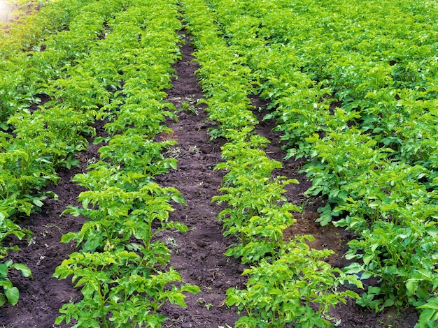 green field of potato crops in a row organic cultivation in the garden