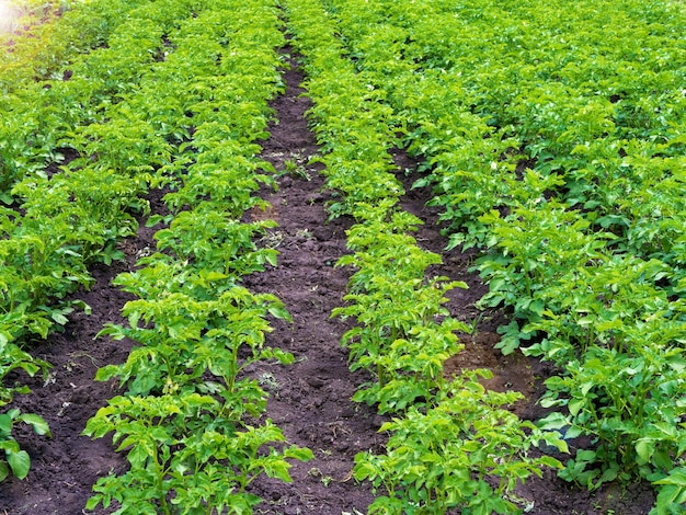 Green field of potato crops in a row Organic cultivation in the garden