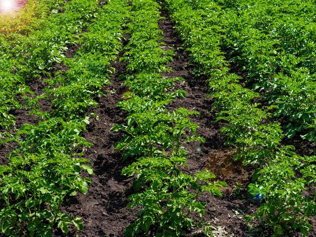 green field of potato crops in a row organic cultivation in the garden