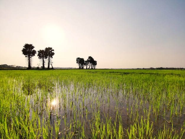 Green field or rice farm with sugar palms in Thailand 