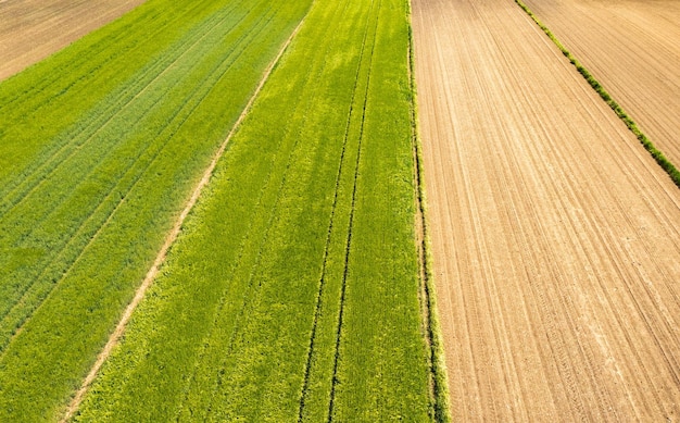 Green field in rural area Landscape of agricultural cereal fields