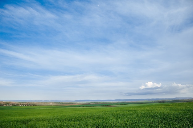 Зеленое поле и небо с облаками трава весной фон сельскохозяйственных зерновых культур