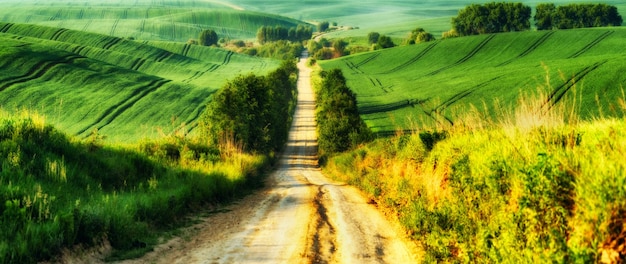 Green field. spring landscape