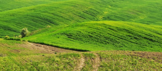 Green field. Spring landscape