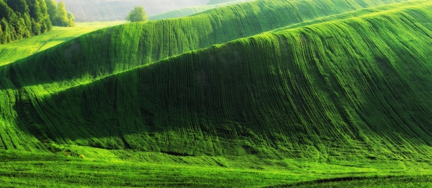 Photo green field. spring landscape