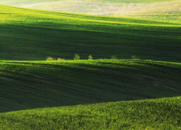 Green field. Spring landscape