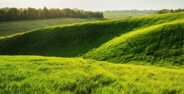 写真 緑の野原。春の風景