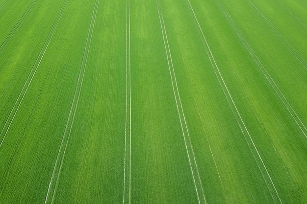 Green field spring season. Aerial view. Wheat.