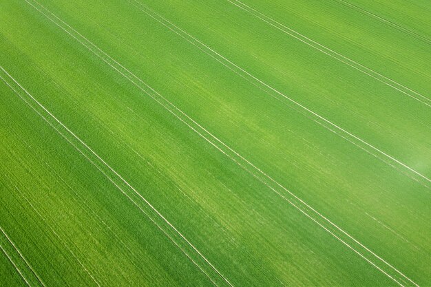 Photo green field spring season aerial view wheat