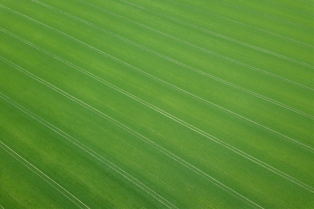 Зеленое поле весенний сезон. С высоты птичьего полета. Пшеница.