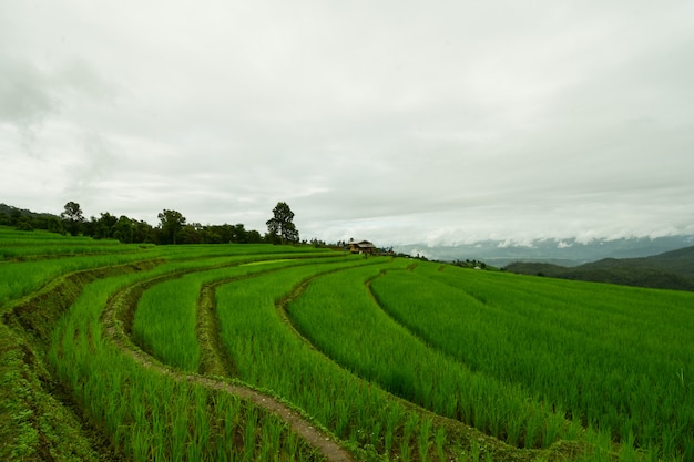 Photo green field staircase.